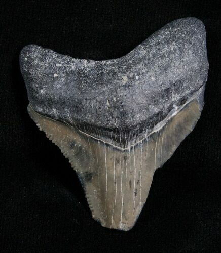 Bargain Megalodon Tooth - Florida #5465